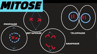 MITOSE einfach und kurze erklärt ABITUR PHASEN UND PROZESSE [upl. by Tarsuss]