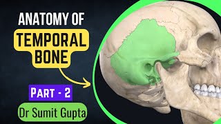 Temporal bone Part 2  Petrous Part [upl. by Zsuedat144]