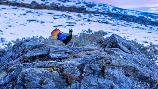 Lophophorus is national bird of nepal 🇳🇵himalayan monal [upl. by Winifred191]