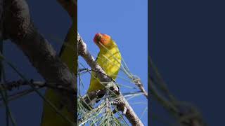 WHAT A BEAUTIFUL BIRD  A Western Tanager High up in a Pine Tree tanager bird nature [upl. by Bradney]