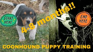 Coonhound Training Part 2 48 Months [upl. by Darrell]