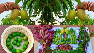 Harvesting Organic Veggies And Fruits From My Rooftop Terrace GardenHarvesting Organic Vegetables [upl. by Kinemod71]