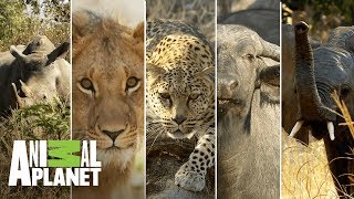 Los 5 grandes mamíferos de África  Wild Frank en África  Animal Planet [upl. by Erialc]