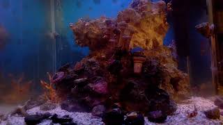 Nano Reef Live [upl. by Pippa]