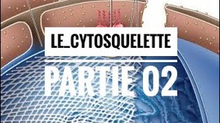 Le cytosquelette partie 02 [upl. by Neelat]