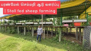 பரண்மேல் செம்மறி ஆடு வளர்ப்பு  Stall fed sheep farming [upl. by Mandi]