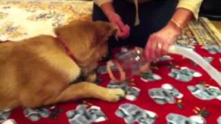 Dog nebulizer  how to start happy [upl. by Aracot]