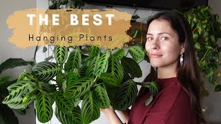 The Best Low Light Hanging Houseplants EASY CARE HANGING INDOOR PLANTS Hanging Plants I love [upl. by O'Grady]