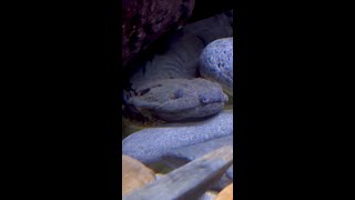 Meet Cricket the Eastern Hellbender [upl. by Donnelly464]