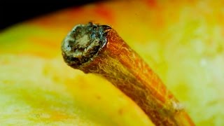 Everyday Objects In Macro [upl. by Dlareg]