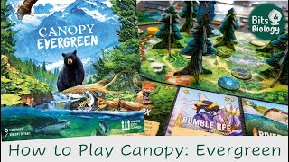 Canopy Evergreen How to Play  Bits amp Biology [upl. by Olegnad639]