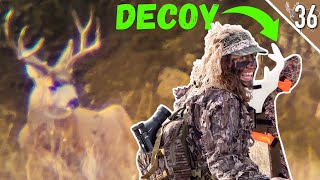 Hunting a MULEY with a DECOY  Stalking in CALM Conditions [upl. by Aerdnahc]