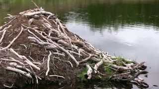 Castores en Tierra del Fuego [upl. by Greenebaum]