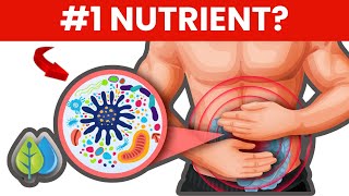 1 Nutrient To Improve Gut Health  Best Foods To Improve Your Gut Health [upl. by Eidroj181]