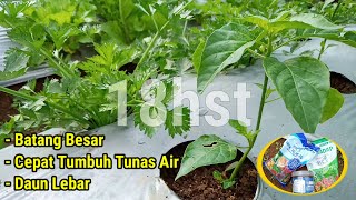 PUPUK KOCOR KEDUA CABE 18hst tumpangsari cabe amp tomat [upl. by Amaral]