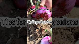 Tips for Onions growing shortvideo plants youtubeshorts garden farming viralvideo video [upl. by Aselehc]