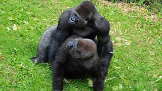 Gorilla Mating Behavior Insights into the Social and Reproductive Lives of Endangered Primates [upl. by Fabron170]