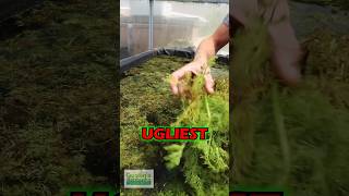 UGLIEST CONVERTING PLANT  PART 2 [upl. by Suellen]