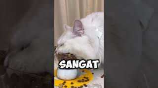 kucing yang sangat rakus😱 [upl. by Anelrats]