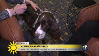 quotFullt med hundarquot  i hundarnas fristad  Nyhetsmorgon TV4 [upl. by Darell241]