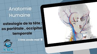 cours dosteologie de la têteos pariétale occipitaltemporale  module danatomie humaine [upl. by Wenz672]