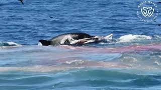 Killer Whale Hunt Straptoothed Beaked Whale  23124 [upl. by Nylsirk41]