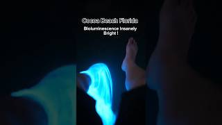 Cocoa Beach Florida Bioluminescence Insanely Bright cocoabeach bioluminescence [upl. by Belding650]