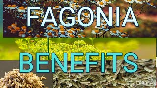 FAGONIA BENEFITS [upl. by Cavuoto206]