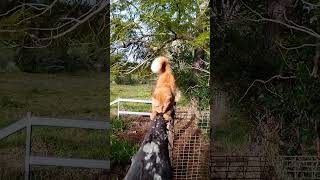 Farm cat sharpens his claws 😸 fluffycat catsofaustralia [upl. by Genni]