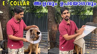 E  Collar അളവും ഉപയോഗവും മനസിലാക്കിയില്ലെങ്കിൽ പ്രയോജനമില്ല  E collar correct size and usage [upl. by Irak]