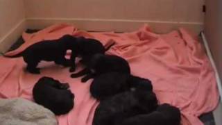 Scottish Deerhound Puppies [upl. by Harcourt233]