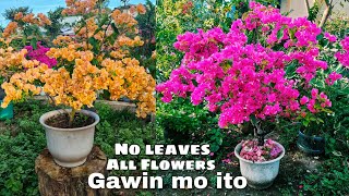 Large Bougainvillea Care  Sundan ang mga tips na ito para hitik sa bulaklak [upl. by Gran]