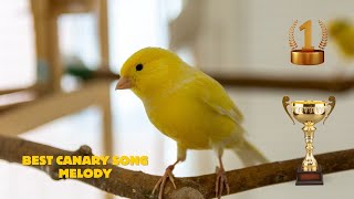 17 Agustus 2024Ultimate Canary singing video from a legend  Powerful canary training song [upl. by Attenohs]