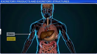 CBSE Class 11 Biology  Excretory Products and Their Elimination  Full Chapter  By Shiksha [upl. by Ardyth983]