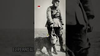 El PERRO HÉROE que CAMBIÓ el curso de la GRAN GUERRA  Crónicas historia curiosidades [upl. by Emse363]