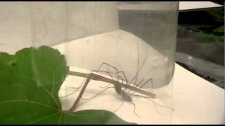 Opiliones Mating [upl. by Damalis331]