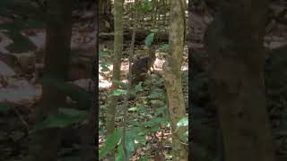 RARE PADEMELON IN AUSTRALIAN JUNGLE forest animals explore [upl. by Lillywhite]