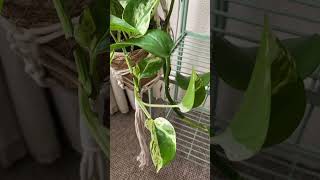 epipremnum pinnatum marble queen pothos houseplants indoorplants plantlover indoorjungle plant [upl. by Attemaj]