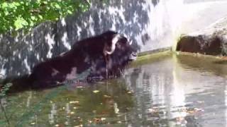 Musk Ox takes a bath Munich Zoo  Moschusochsen nehmen ein Bad Tierpark Hellabrunn [upl. by Yeldud]