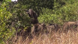 Proceed with Caution When Sighting Elephants in the Wild [upl. by Sobel]