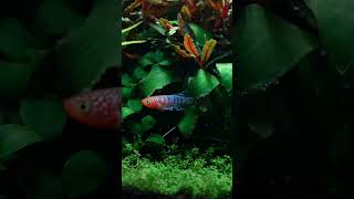 killifish redshrimp plantedaquarium plantedtank plants aquascape plantedtanksetup aquarium [upl. by Elspeth]