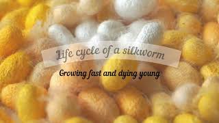 Life cycle of a silkworm  From the egg to an adult moth  Silk production Bombyx mori [upl. by Rieger]