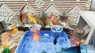 Catching Betta Fish Jumbo Catfish Chef Fish Guppy Fish Ornamental Fish Channa Fish Mempis Fish [upl. by Dust730]