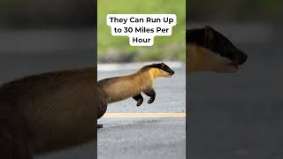 Yellow Throated Marten Facts animalfacts wildlife wildanimals animals animalfacts nature [upl. by Tegan]