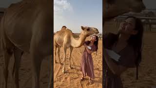 Scenic Camel Ride in Dubai’s Desert 🐪✨ [upl. by Yesnyl]