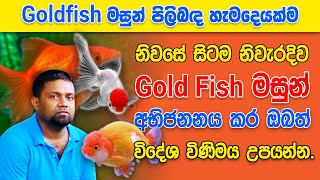 How to Successfully Breed Gold Fish Goldfish Breeding Ultimate Tutorial [upl. by Buller476]