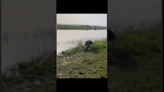 😆 fishing freshwaterfish catfish fish fall fail funny carp alcohol gonefishing [upl. by Jariah]