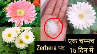 Best fertilizer for gerbera plant ऐसा करने से जरबेरा फूलों से भर जाएगा gerbera plant care [upl. by Roxanne207]