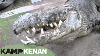 Worlds Largest Crocodile in Captivity  Kamp Kenan S3 Episode 10 [upl. by Elliot36]