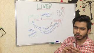 LIVER  STRUCTURE ANATOMY HISTOLOGY amp FUNCTIONS [upl. by Badr]